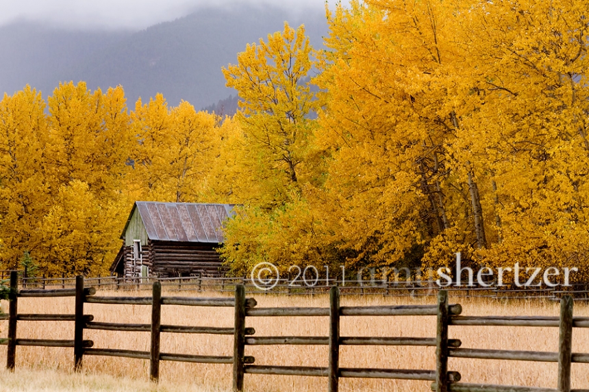 Beautiful golden yellow colors grace the Montana landscape this fall.