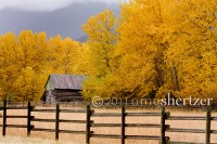 Beautiful golden yellow colors grace the Montana landscape this fall.