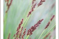 A soft image with watercolor-like brush strokes of a green and purple plant.