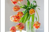 A spray of yellow and red tulips seems to reach out of a vase to say hello.