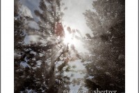 Sunshine glistens while a cloud of snow blows down from pine trees under a blue sky.