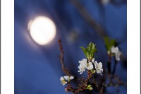 A full moon shines through the branches of a plum tree showing spring blossoms.