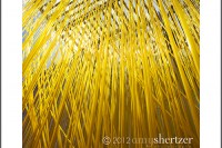 Art installation Penetrable by Jesus Rafael Soto at LACMA glistens in golden yellow as the sun hits the long lines of plastic.