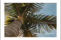Palm tree branches stretch out across a blue sky.