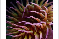 Under the water a bright pink and orange anenome reaches out beautifully with long graceful arms at the Cabrillo Marine Aquarium.