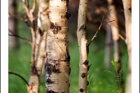trees, sunset, birch trees, montana, vertical lines