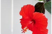 A red hibiscus pops against a white fence.