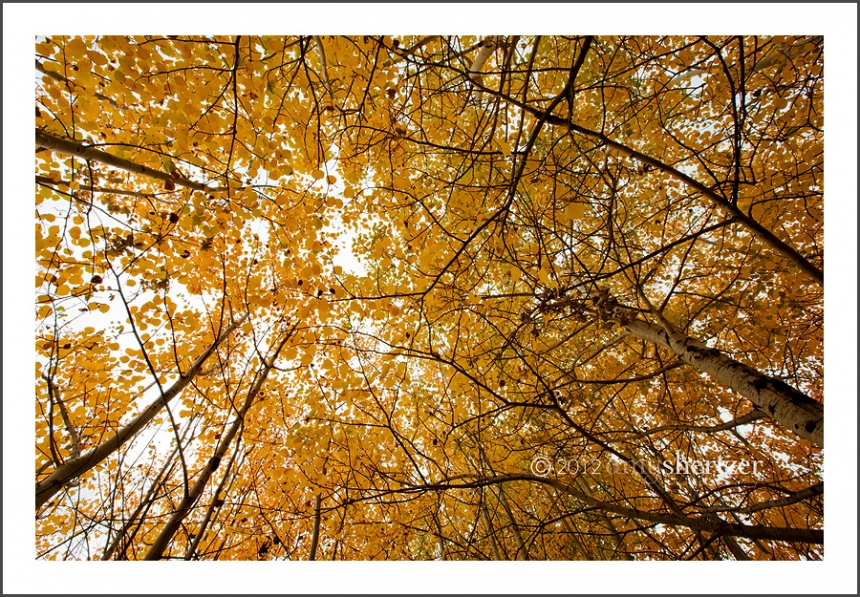 Yellow Birch Trees make a beautiful canopy under a gray fall sky.