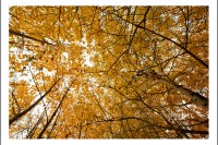 Yellow Birch Trees make a beautiful canopy under a gray fall sky.