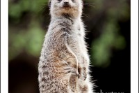 A meerkat stands guard at the zoo.