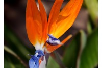 Bright orange and purple Bird of Paradise flower jumps out sharply against a background of dark green foliage.